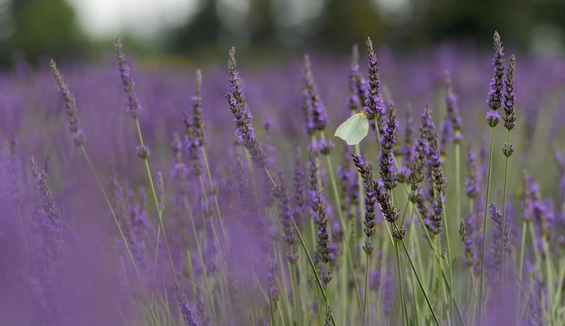 La Cle Des Champs, Boutique Hotel & Spa - Le Mas De Garrigon  Roussillon (Vaucluse)
